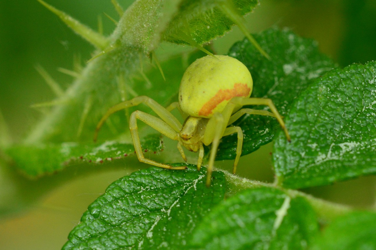 Misumena vatia Misumena vatia